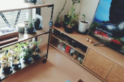 【朗報】部屋に植物置いたったｗｗｗｗｗｗｗｗｗｗｗｗｗｗｗｗｗｗｗｗｗｗｗｗｗｗｗｗｗｗｗｗｗｗｗｗｗｗｗｗｗｗｗｗｗｗｗｗ