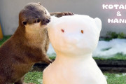 海外「かわいい～」日本の人気カワウソコンビがお茶目に雪遊び