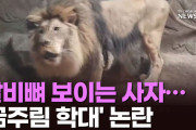 【韓国動物園】肋骨が浮き出たライオン・おなかがへこんだサル…経営難で飢える動物たち