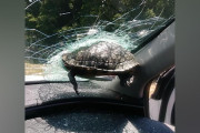 飛んできたカメ、走行車のフロントガラスに突き刺さる　米高速道路