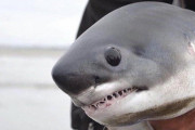 【画像】サメの稚魚、想像以上にキモいｗｗｗｗｗｗｗｗｗｗｗｗｗ