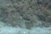 【動画】タコの擬態能力、ガチでヤバいｗｗｗｗｗｗｗ