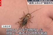 【画像】コオロギ、ガチで美味そうｗｗｗｗｗｗ