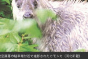 【画像】宮城県で目が4つあるカモシカが発見される?ｗｗｗｗｗｗｗｗｗｗｗｗ