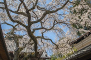 【朗報】昔の日本人「春は桜を愛で山菜を堪能し、夏は打ち水山に海、秋は紅葉冬は美味…」←これ