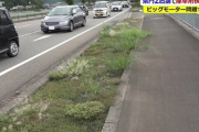 【草画像】ついにビッグモーター前の花壇に雑草が生え始める‥‥