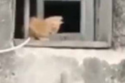 【子ネコ】 開いた窓の下にホウキが立てかけてある。子猫がうんしょ！ → 猫一家が帰宅するようです…