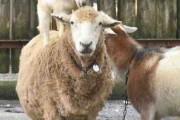 【盛岡市動物公園】まるで「ブレーメン」…子ヤギがヒツジの背に　「なぜかは分からないが」評判に