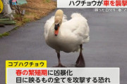 ハクチョウ、凶暴化！！