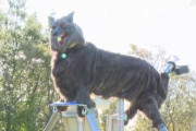 クマ撃退にオオカミの形の装置「モンスターウルフ」効果あり　北海道滝川市が本格導入検討　全国62か所で設置済（動画あり）