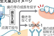 【革命】世界初「歯が生える薬」の治験開始へ
