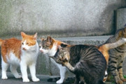 母が野良猫に餌付けをする。近所迷惑だからやめろと何度言っても私の目を盗んで餌やり。野良が集まり子猫を産み大変な状況に