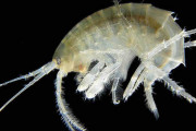 マイクロプラスチックは、川にいる甲殻類が「ゴミを噛み砕く」ことにより極小化されていたと判明