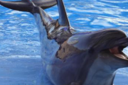 イルカショーでのアナウンス「イルカに触れないでください」→一人だけ警告を無視したおばさんがイルカに噛まれて…