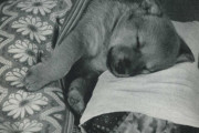 外国人「70年前の日本の眠ってる子犬の写真を見てくれ！」