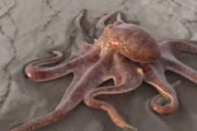 【動画】タコさん、砂浜を軽快に歩いてしまうwwwwww