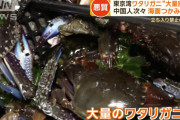 【動画】中国人、日本各地で「アワビ･タコ･ワタリガニ」などを密漁乱獲！トラブルに