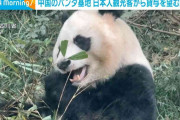 中国のパンダ基地 日本人観光客から貸与を望む声「できればずっと続けてほしい」