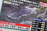 【悲報】館山の海岸にクジラさん7頭打ち上げられてしまう(´；ω；｀)