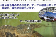 【悲報】メス1匹で無限に繁殖する侵略ザリガニ、環境省や行政も対応に苦慮