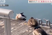 【悲報】鴨さん、寝ぼけて池に落っこちたかも