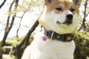 【柴犬画像】ドヤ顔？困り顔？、これが本当の困り顔、柴子味（ポップ○ーン風味）