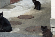 野良黒猫親子  長毛黒子猫飼えるなら拉致したい(´・ω・｀)