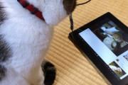 Youtubeの猫動画を熱心にじっと見ているうちの子｡