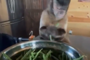 【動画】猿さん、さやいんげんを折る