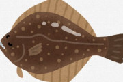 【研究】カレイとヒラメは骨に注意！ 東北大学が魚の骨が刺さる事故の実態を詳細に調査