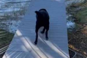 イヌが桟橋を走り出す。その日は少し風が強かった → こうなっちゃう…
