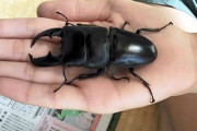 小学生「近所で巨大クワガタ捕まえた！」 専門家「外来種。逃がさず大切に育てて」