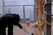 飼育員がチンパンジーの部屋にホウキを忘れた結果ｗｗｗ