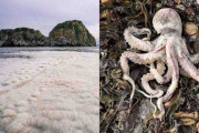 カムチャツカ半島周辺海域に生息する海洋生物の９５％が死ぬ　有毒物質流出か