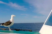 【いい話】命を救ったカモメが15年間ほぼ毎日、船を訪ねてくるように