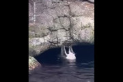 【動画】ラッコの水族館でiPhoneを落とすとこうなります