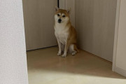 【画像】仕方ないからワイんちの柴犬みせてあげるよ