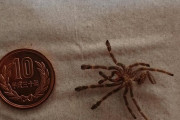 【閲覧注意】ワイのペットの蜘蛛、一年でとんでもない成長をしてしまう