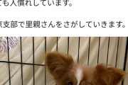 【画像】「結婚するから飼ってたワンコとにゃんコ手放します♪」（施設にポイッ）←批判殺到