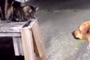 【ネコ】 散歩の途中で犬と猫が出会った。こんにちは♪ → もう１匹はこんな感じ…