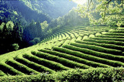 韓国「宝城緑茶」世界に知らせる茶園　中国や日本より茶を好んで飲んでいた…私たちの文化取り戻さなければ[04/25]