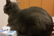 【ねこ動画】バレないようにそっと・・・、子猫を保護して１年 ほか【再】