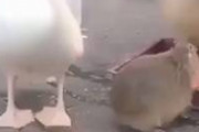 【動画】ペリカンさん、カピバラを食べようとするｗｗｗ