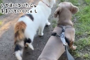 犬を散歩に連れて出かけた10分後に猫が合流！近道を使ってこっそりついてきた
