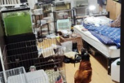 【動物園、室内ニワトリ】ワイの部屋、やばい（※画像あり）