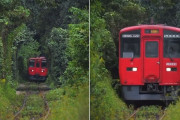 外国人「この日本の列車、まるで森のトンネルを走ってるみたいだ」