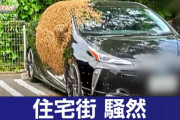 車にびっしり！ミツバチの大群「こんなの初めて」驚きの光景
