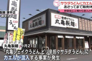 【悲報】丸亀信者「カエルが住めるくらい環境の良い農園で作られた品質の良い野菜ということ」