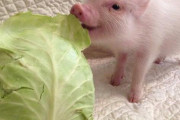 【画像】ブタさん、犬より可愛かったｗｗｗｗｗｗｗｗｗｗｗ