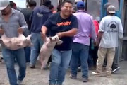【動画】トラック横転現場から積荷の生きた子豚を略奪していく人たち。